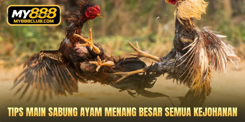 Tips main sabung ayam menang besar semua kejohanan